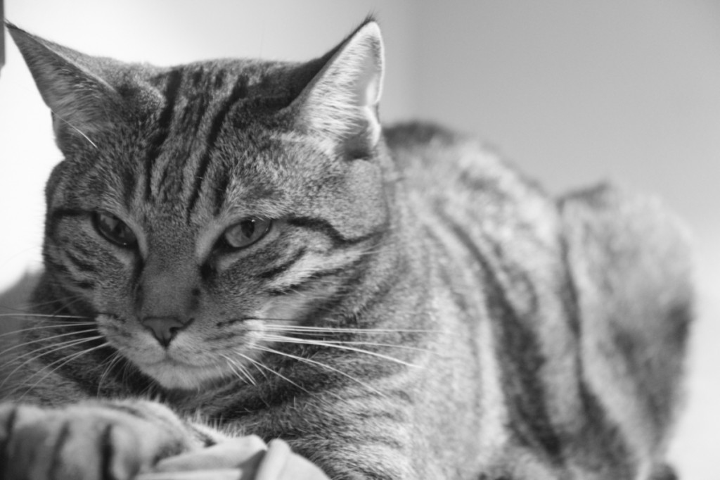nos_amis_chats